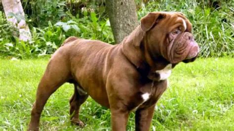 hermes bulldogge history|Hermes olde english bulldogge breeders.